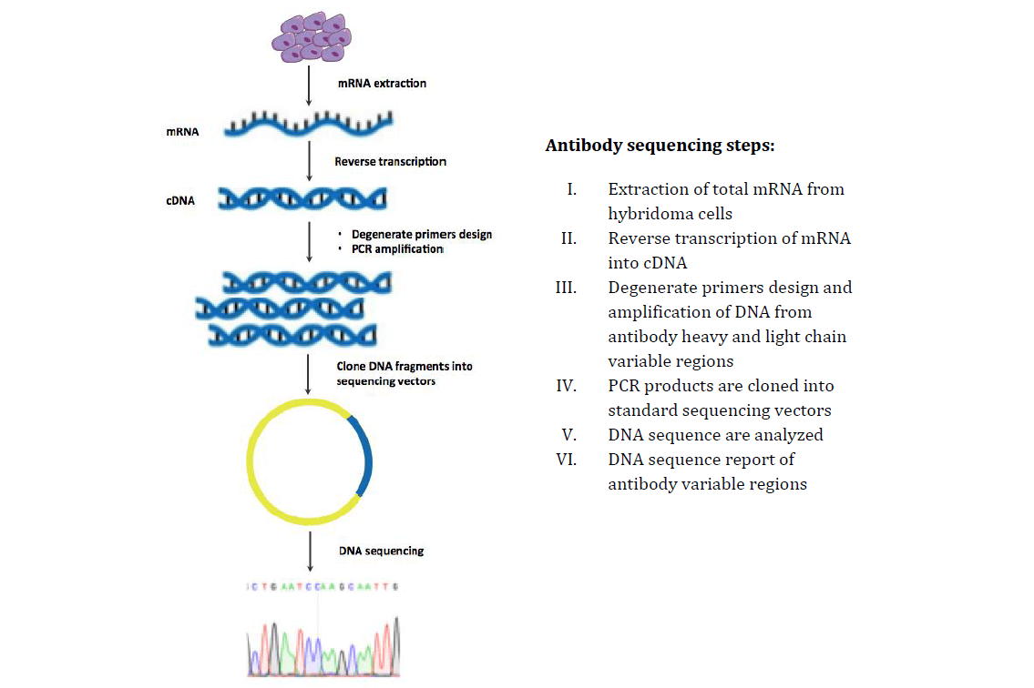 image-PCR based Antibody Sequencing.png
